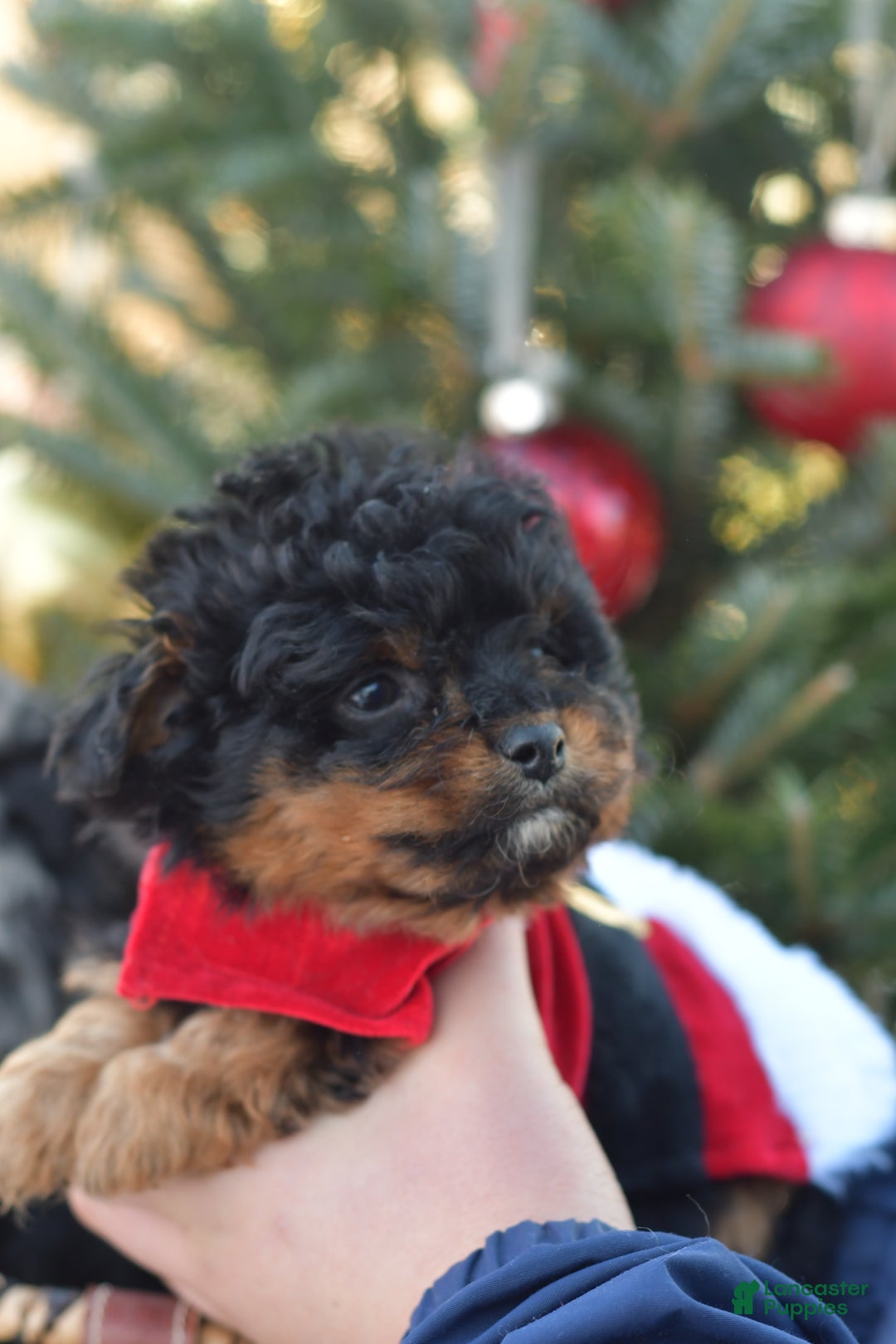 Mini Aussiedoodle dogs for sale: Grizzly - Ad 11