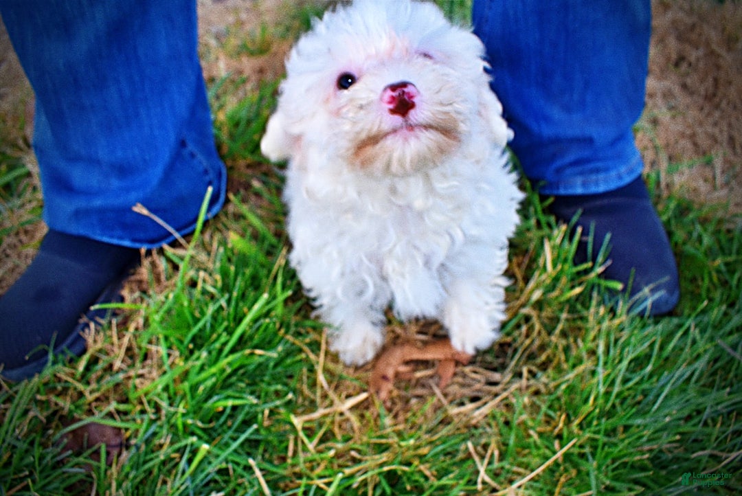 Havapoo dogs for sale: Queenie - Ad 11