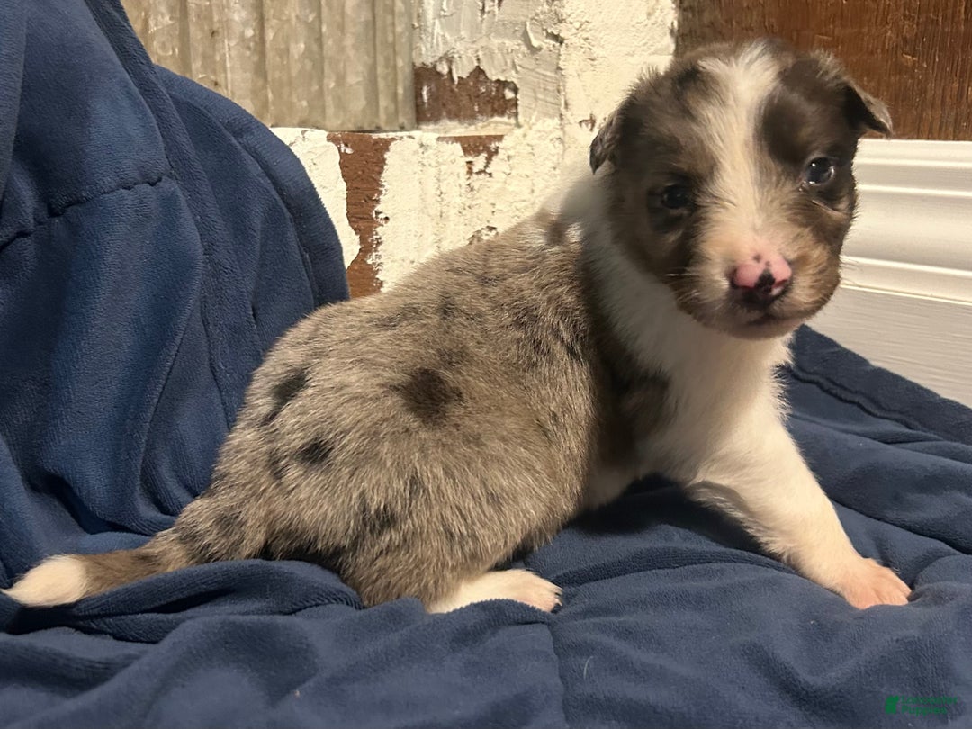 Australian Shepherd dogs for sale: Ruth - Ad 17