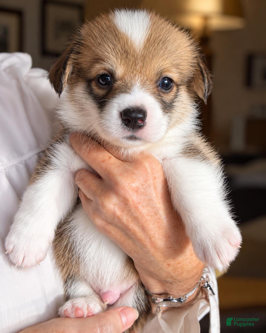 Shakes (Pembroke Corgi, Male) in Delray Beach, FL