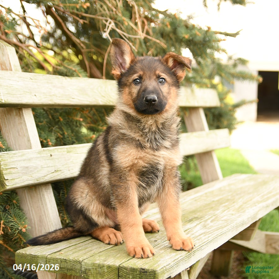 German Shepherd dogs for sale: Dakota - Ad 3