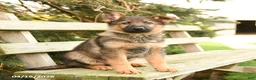 German Shepherd dogs for sale: Dakota - Ad 1