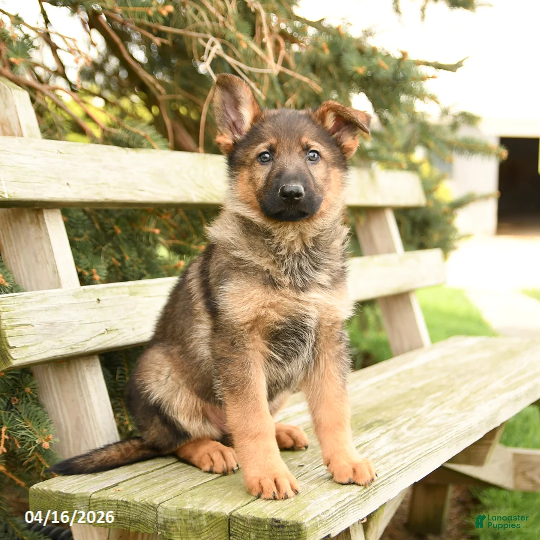 German Shepherd dogs for sale: Dakota - Ad 1