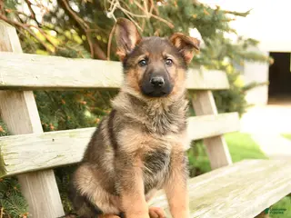 German Shepherd dogs for sale: Dakota - Ad 3