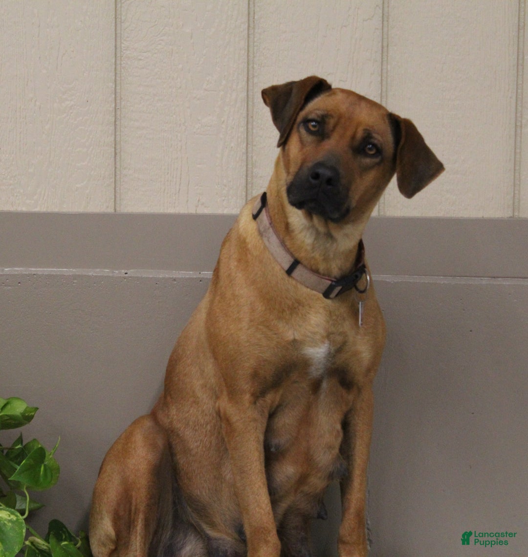 Rhodesian Ridgeback dogs for sale: Benji - Ad 3