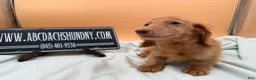 Miniature Dachshund dogs for sale: Ch Bred S.African/russian akc - Ad 16