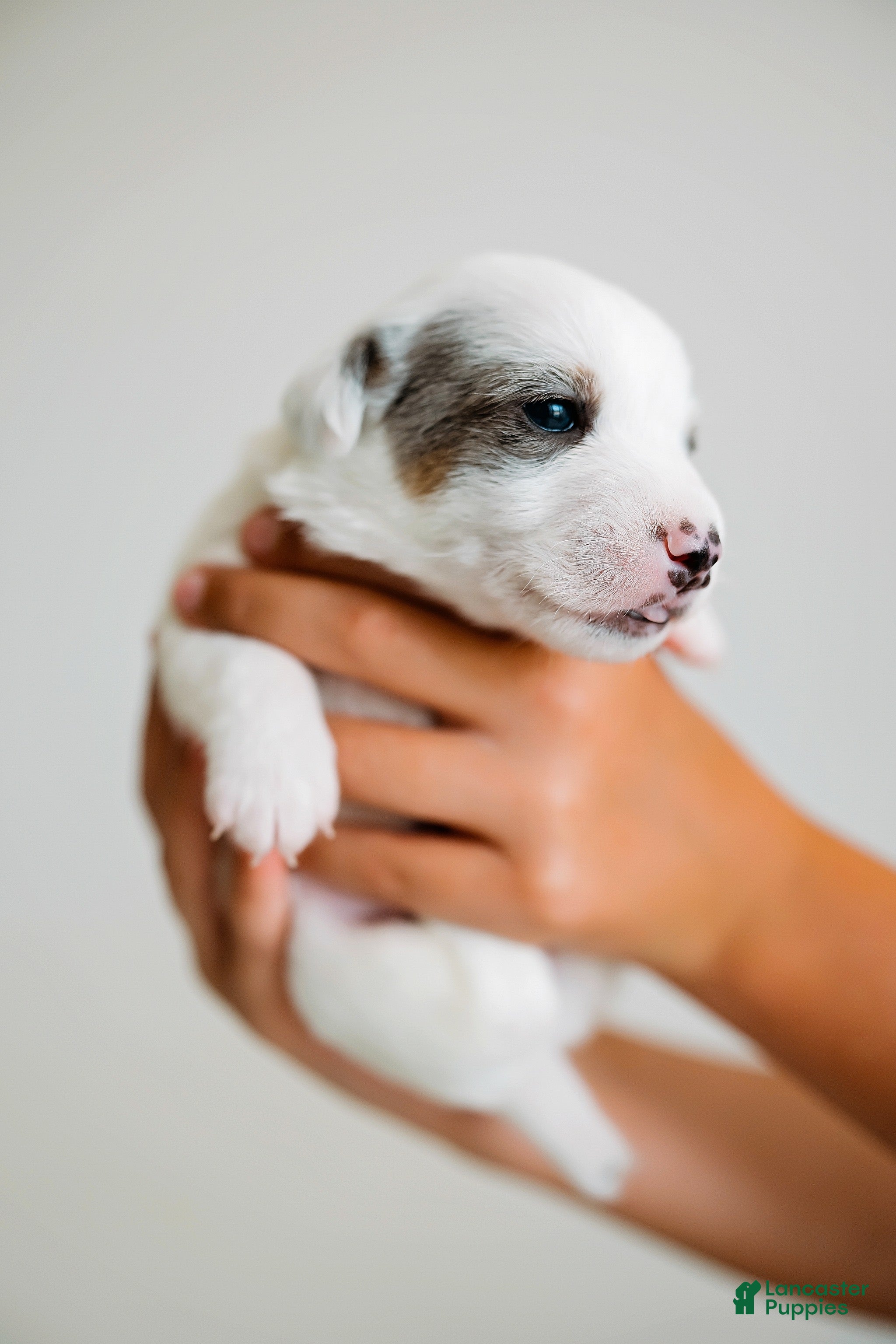 Jack Russell Terrier dogs Jack Russell Terrier 3 - Ad 8
