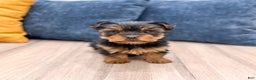 Yorkshire Terrier dogs for sale: Charlie - Ad 1