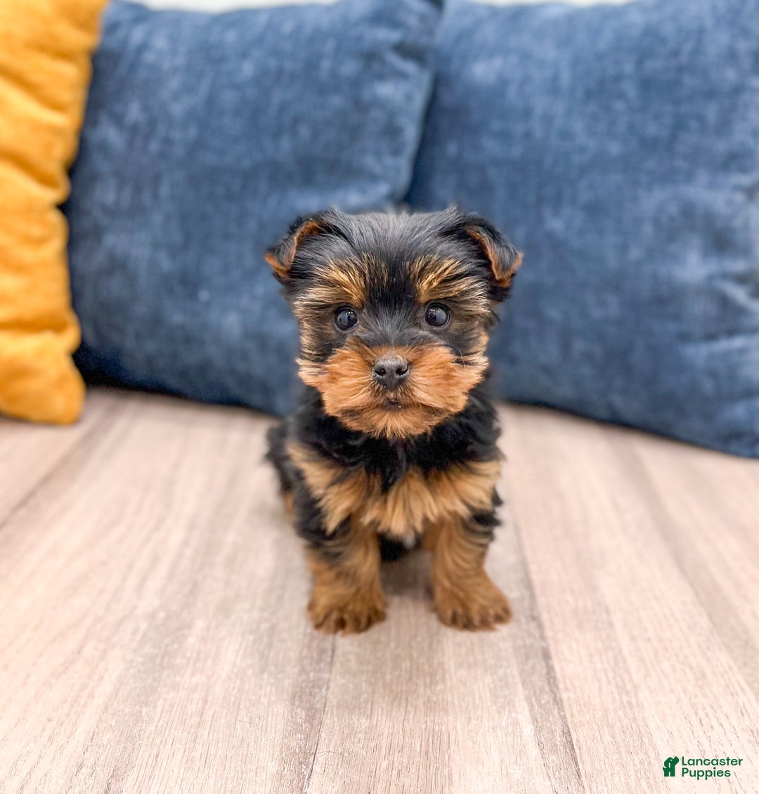 Yorkshire Terrier dogs for sale: Charlie - Ad 1