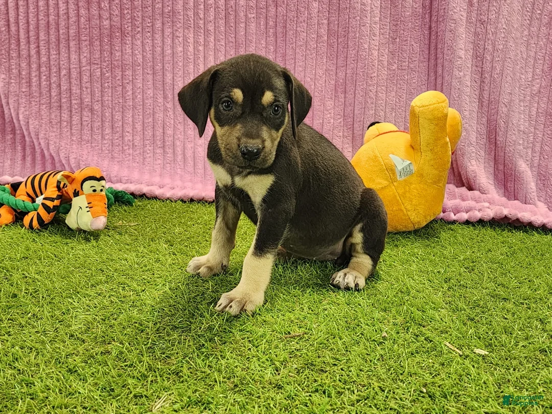 Catahoula Leopard Dog dogs for sale: Tess 2025 Female 6 - Ad 3