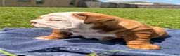 English Bulldog dogs for sale: Chunky Monkey - Ad 4