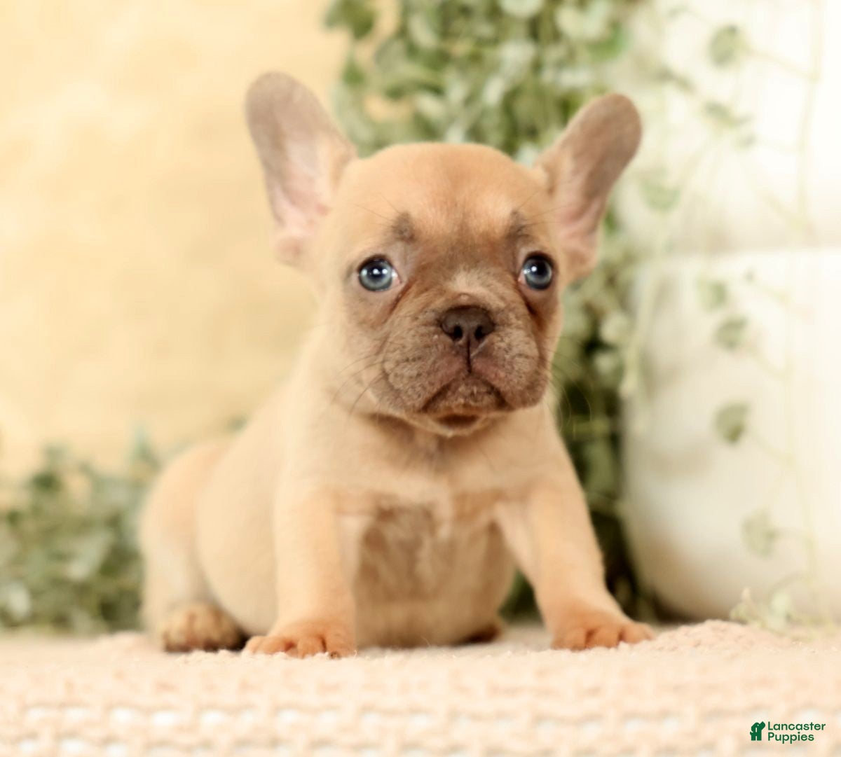 French Bulldog dogs Willow - Ad 2