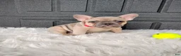 French Bulldog dogs for sale: Fargo  - Ad 2