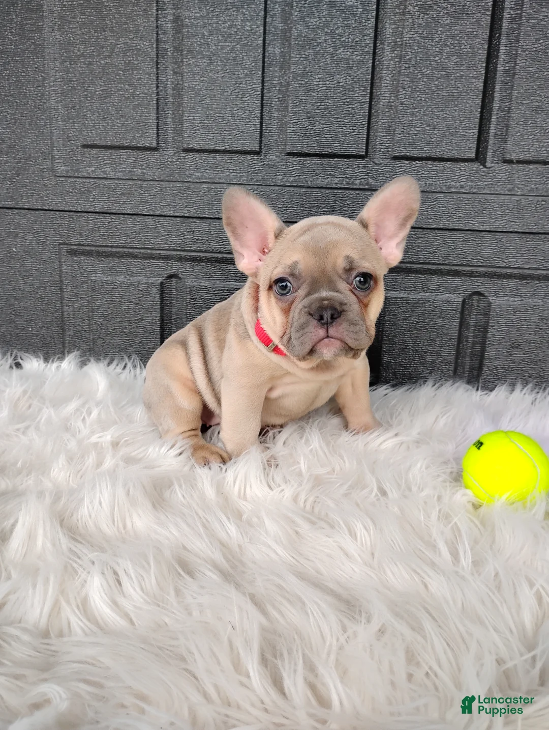 French Bulldog dogs for sale: Fargo  - Ad 2