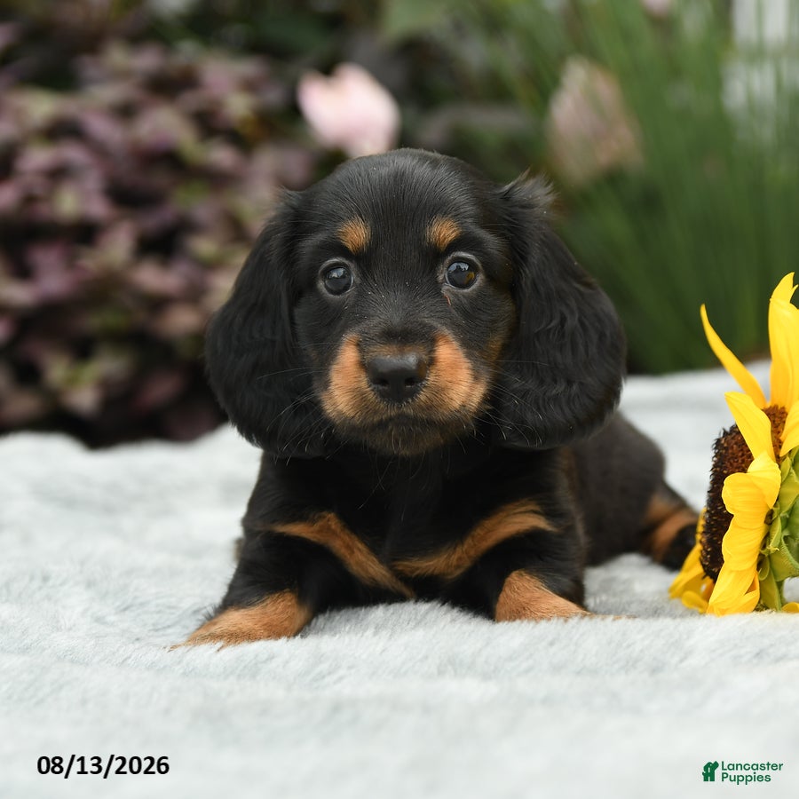 Dachshund dogs Rosy - Ad 2