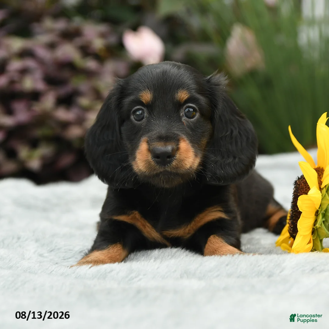 Dachshund dogs for sale: Rosy - Ad 2