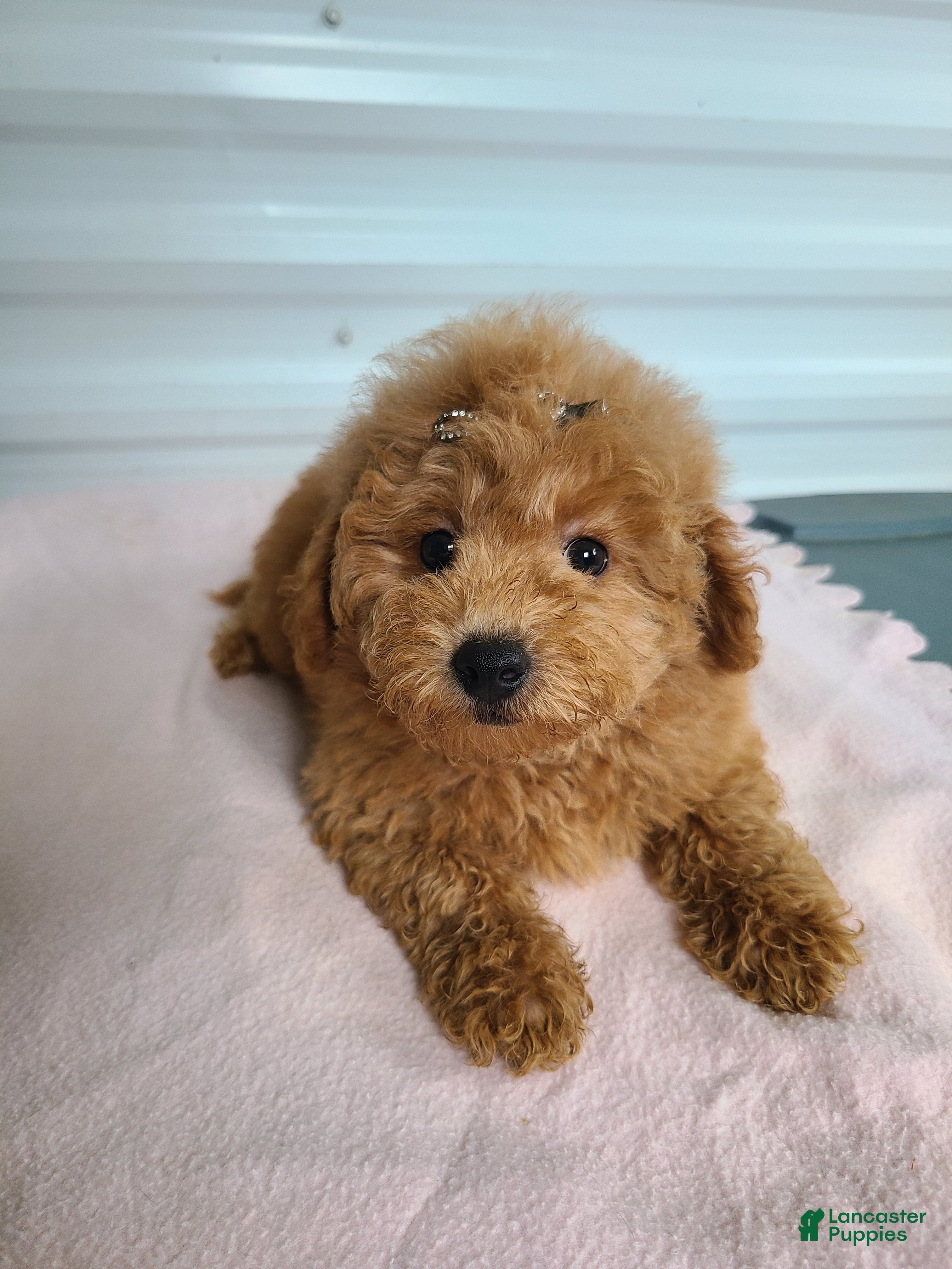 Mini Goldendoodle dogs Inez - Ad 2