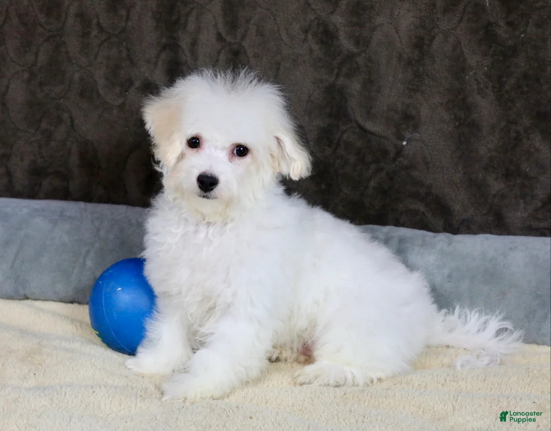 Teddy Bear dogs for sale: Dasher - Ad 4