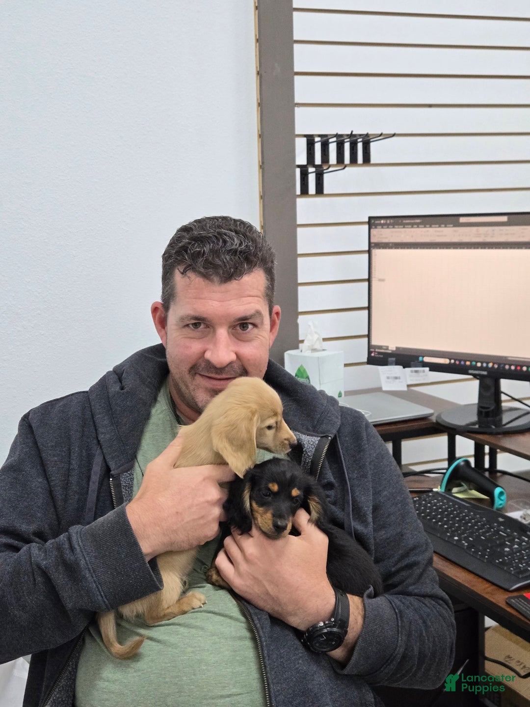 Miniature Dachshund dogs for sale: Blondie is a lil over 8 weeks and ready to go  - Ad 16