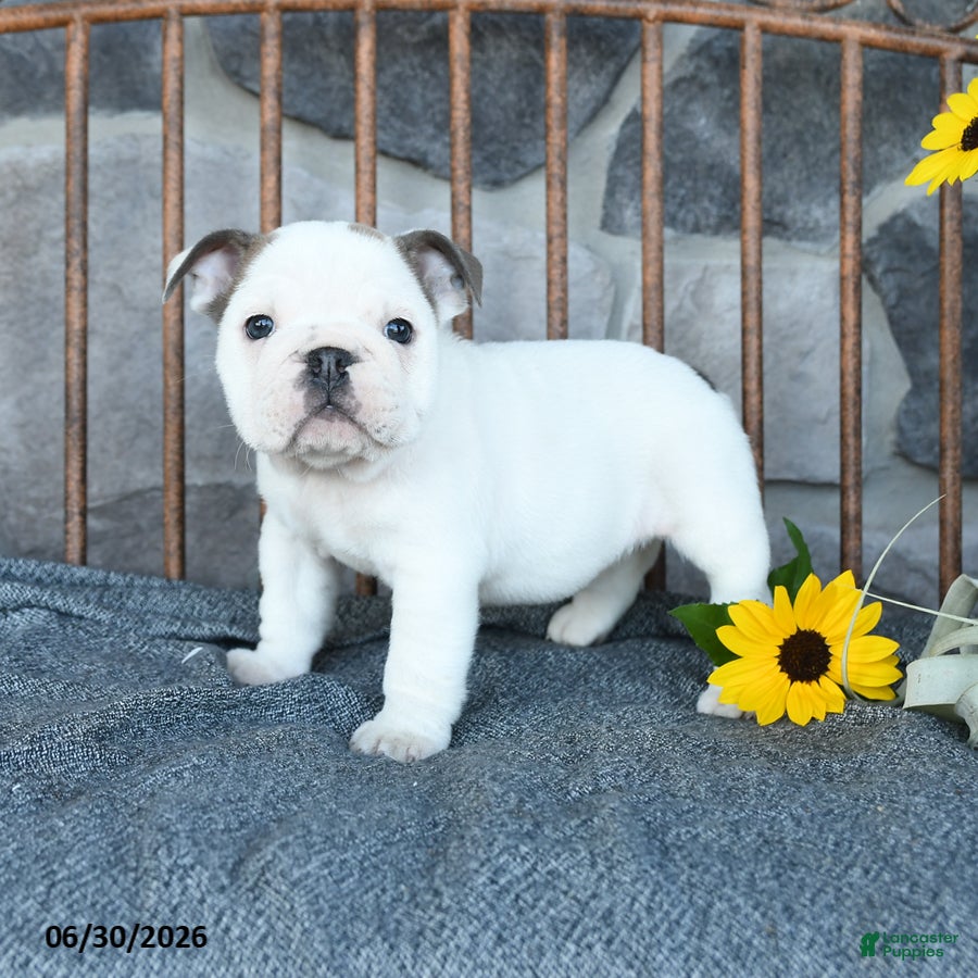 English Bulldog dogs Daisy - Ad 2
