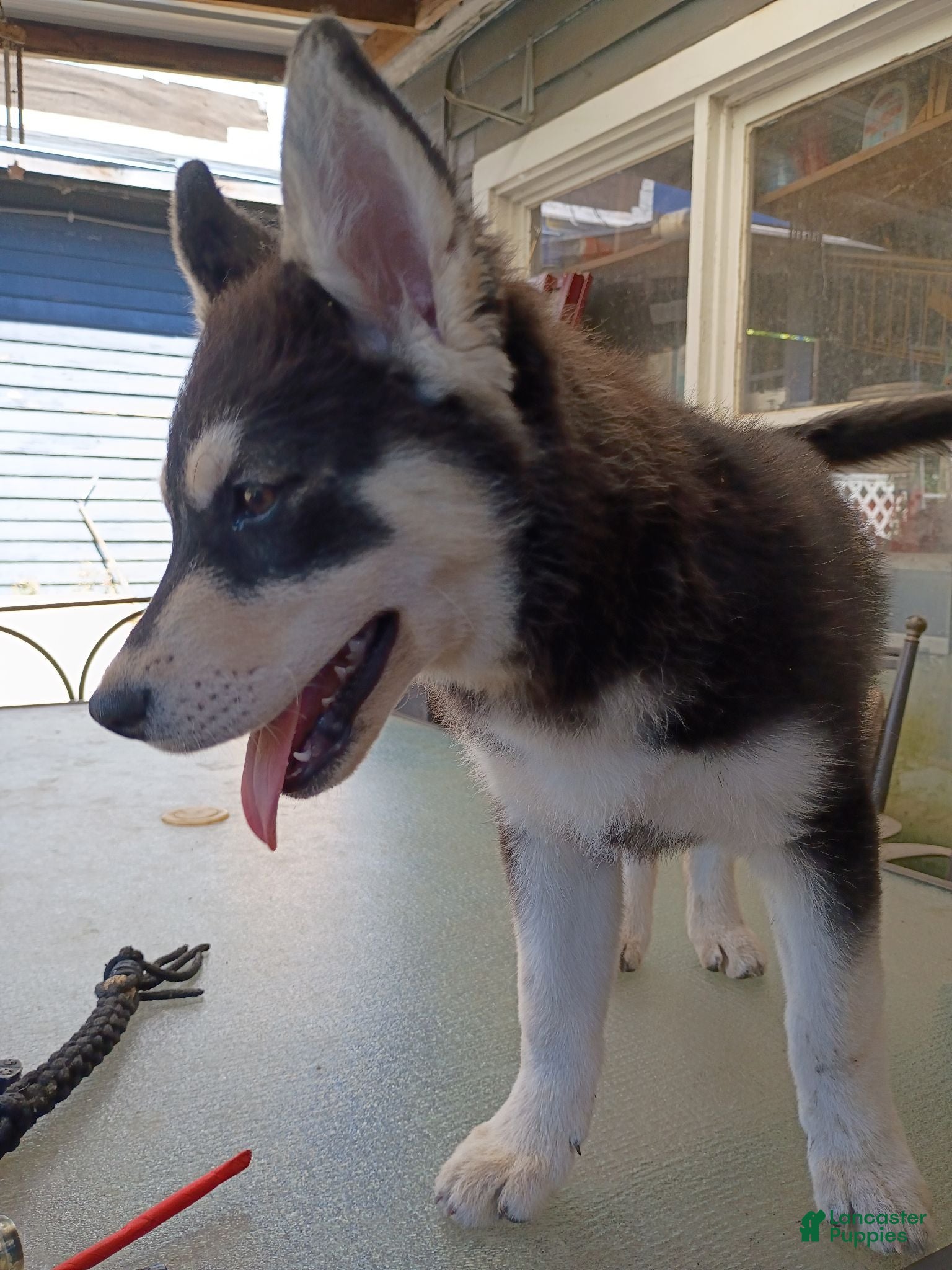 Siberian Husky dogs Big girl - Ad 6