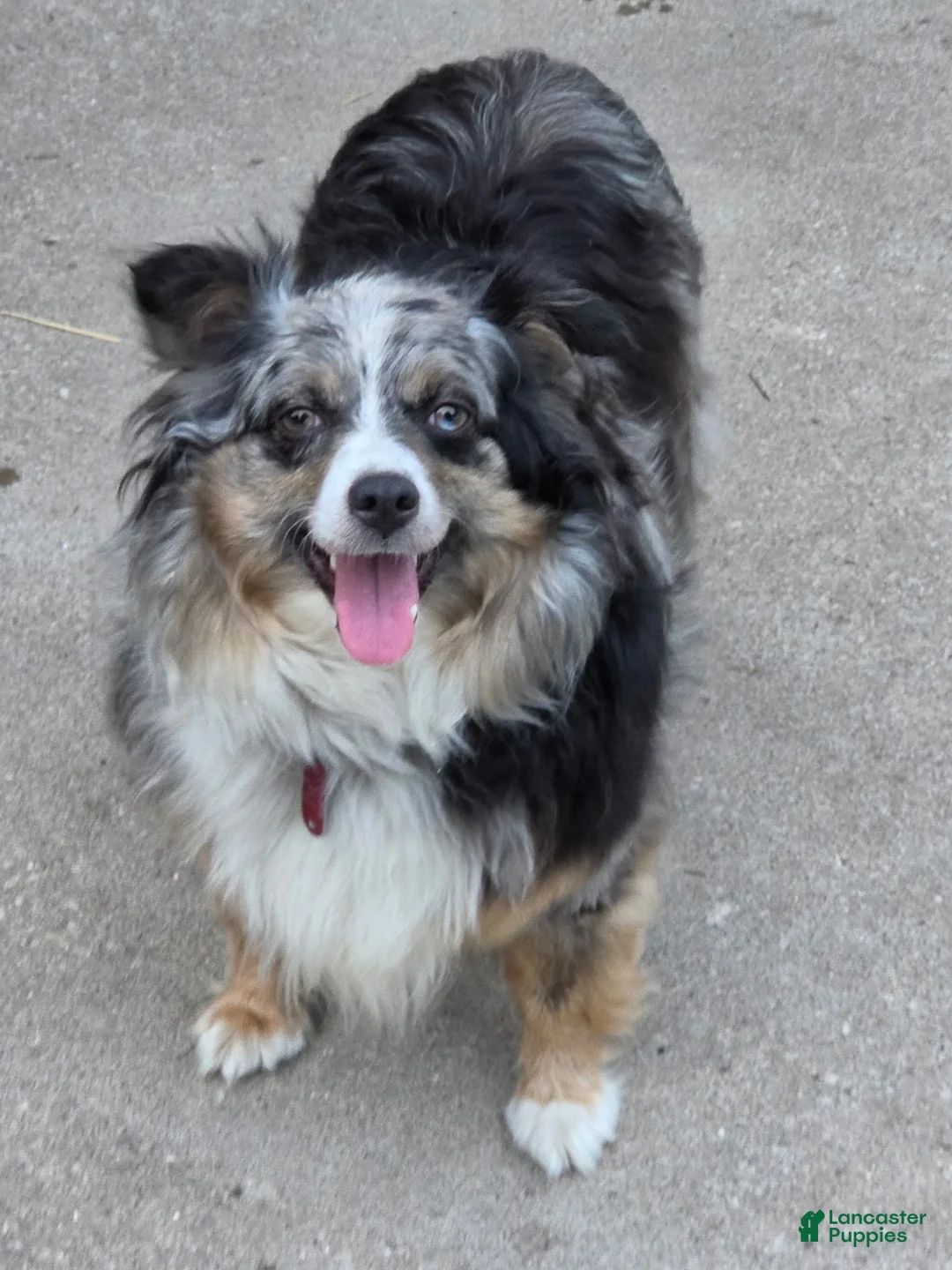 Miniature Australian Shepherd dogs for sale: Cruze - Ad 2