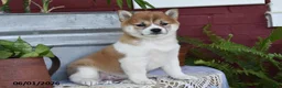Shiba Inu dogs for sale: Teresa - Ad 1