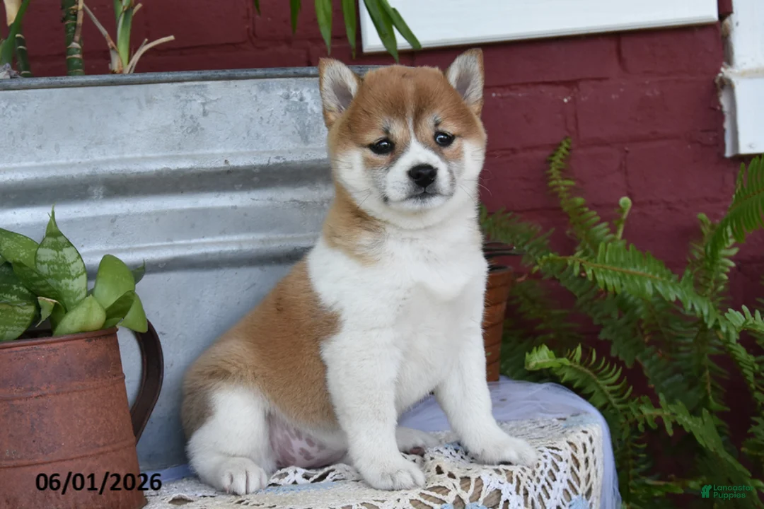 Shiba Inu dogs for sale: Teresa - Ad 1