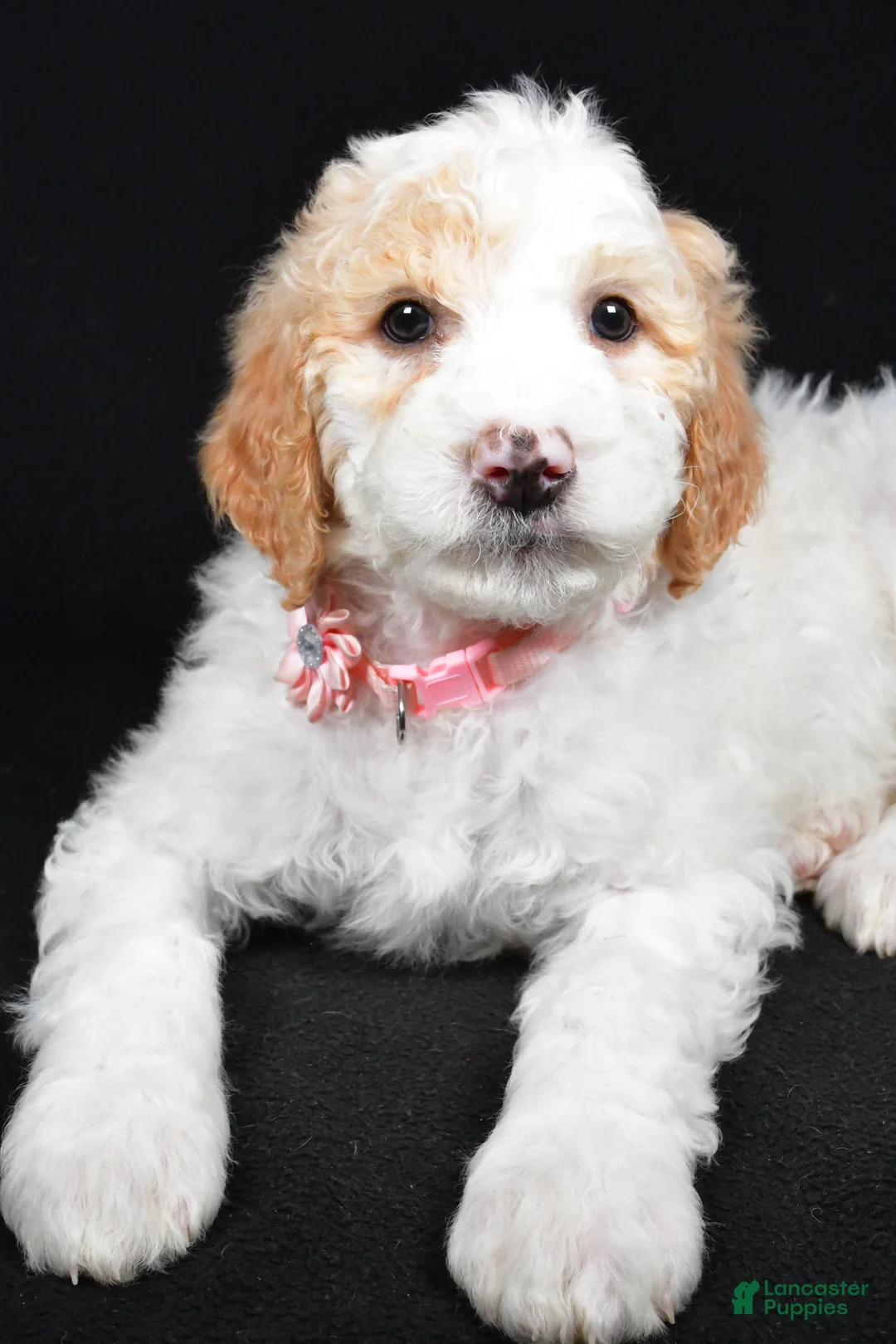 Sheepadoodle dogs for sale: Maddie - Ad 4