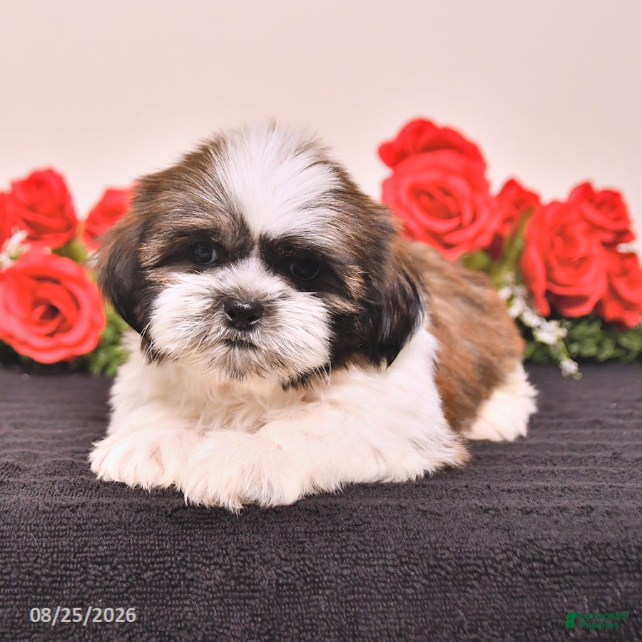 Shih Tzu dogs Kane - Ad 1