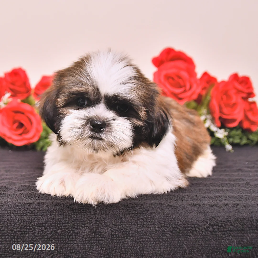 Shih Tzu dogs for sale: Kane - Ad 1