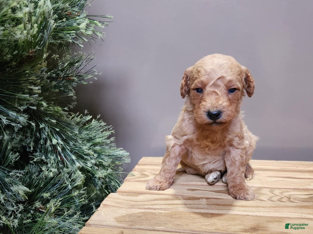 Mini Goldendoodle dogs for sale: Dover - Ad 4