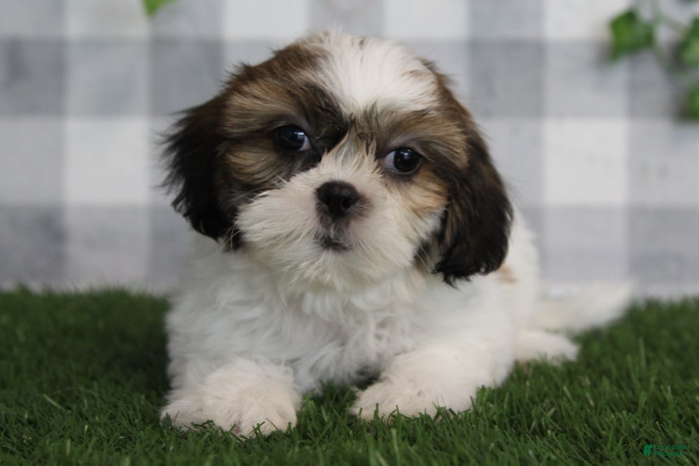 Shih Tzu dogs Ace - Ad 22