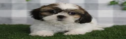 Shih Tzu dogs for sale: Ace - Ad 1