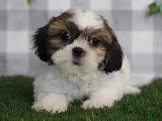 Shih Tzu dogs Ace - Ad 22