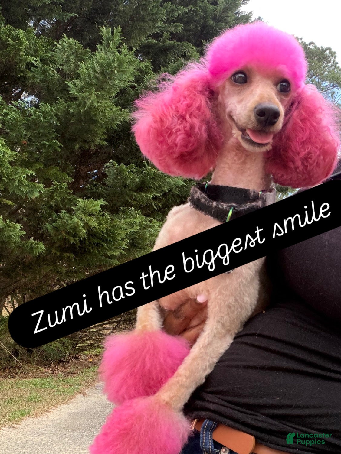 Zumi