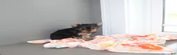 Yorkshire Terrier dogs for sale: Petunia - Ad 4
