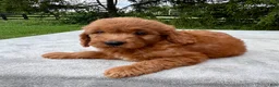 Goldendoodle dogs for sale: Hugo medium sized - Ad 3