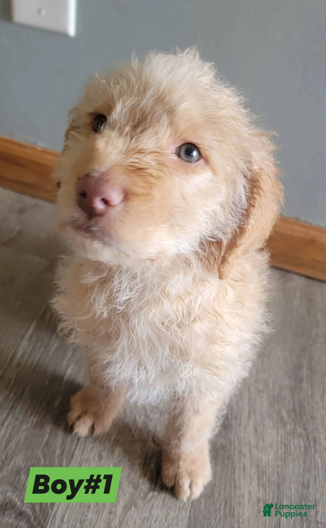 Double Doodle dogs for sale: Double Doodle Puppy 1 - Ad 1