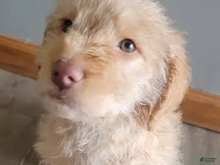 Double Doodle dogs Double Doodle Puppy 1 - Ad 33