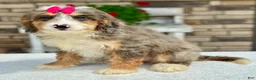 Mini Bernedoodle dogs for sale: Julie - Ad 3