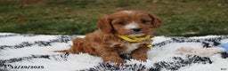 Cavapoo dogs for sale: Easton - Ad 8