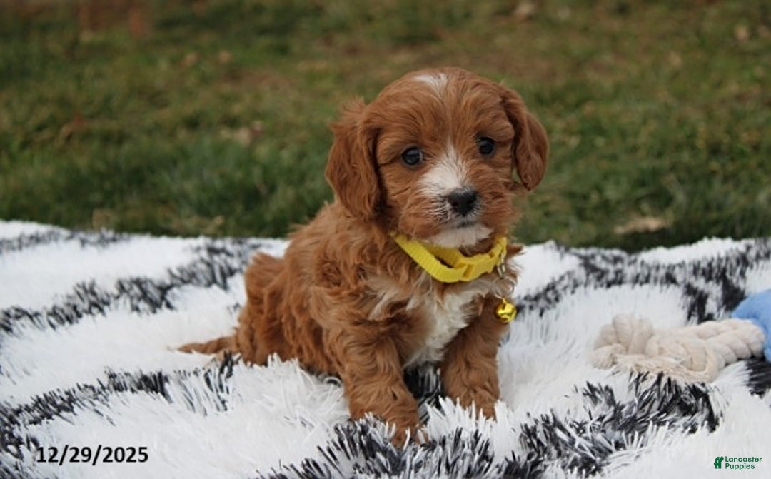 Cavapoo dogs for sale: Easton - Ad 8