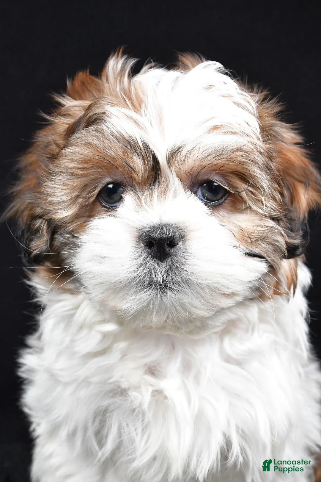 Teddy Bear dogs for sale: Ellie - Ad 8