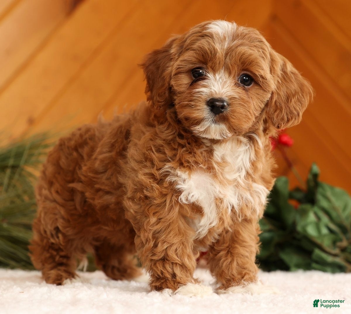 Cavapoo dogs Joy - Ad 5