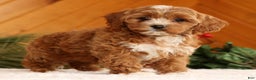 Cavapoo dogs for sale: Joy - Ad 1