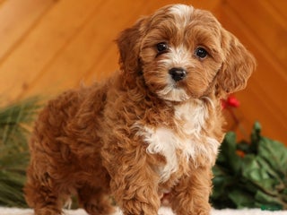 Cavapoo dogs Joy - Ad 5