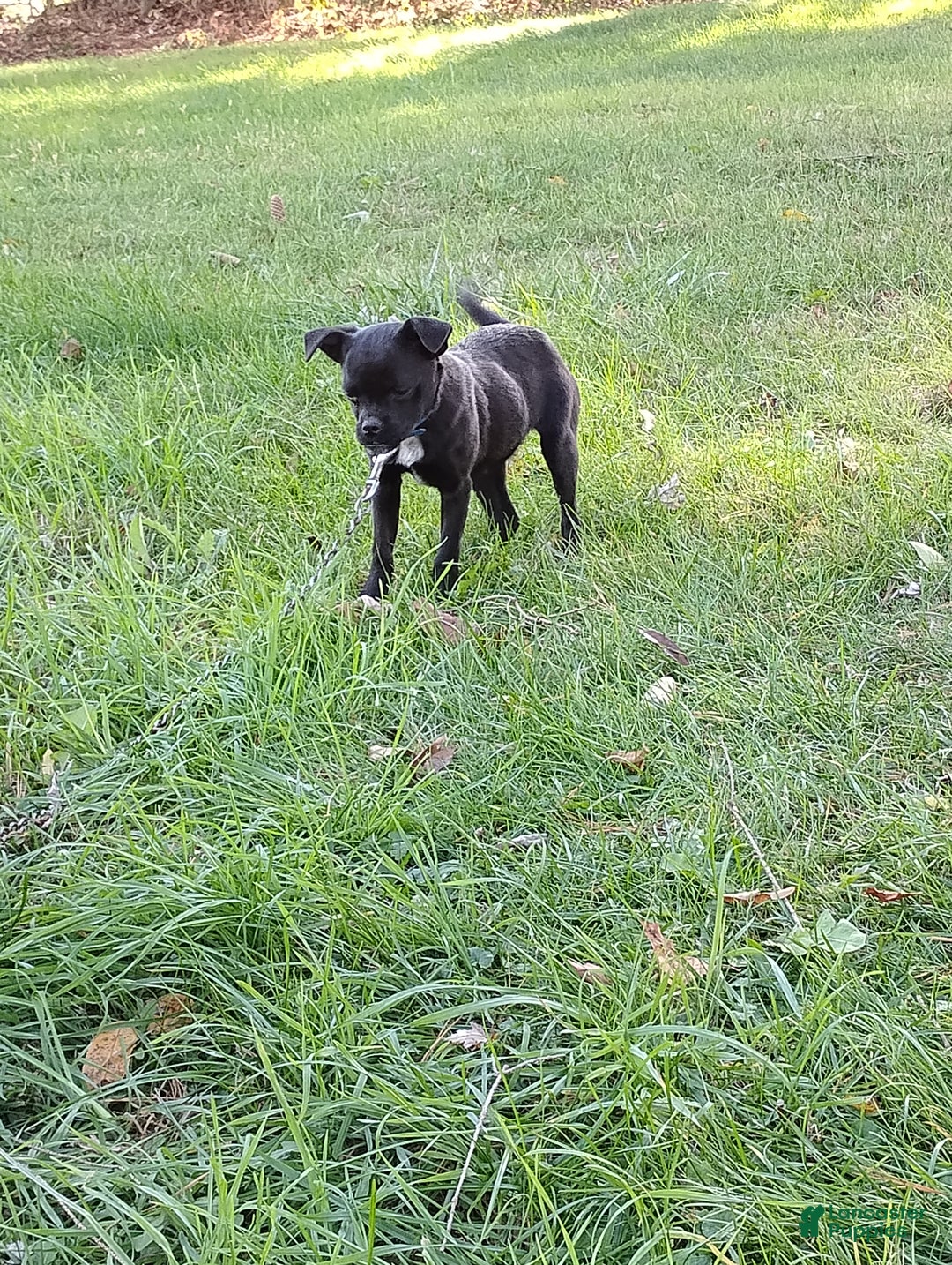 Mixed Breed dogs for sale: Tiny - Ad 11