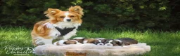 Papillon dogs for sale: Romeo Papillon  - Ad 8