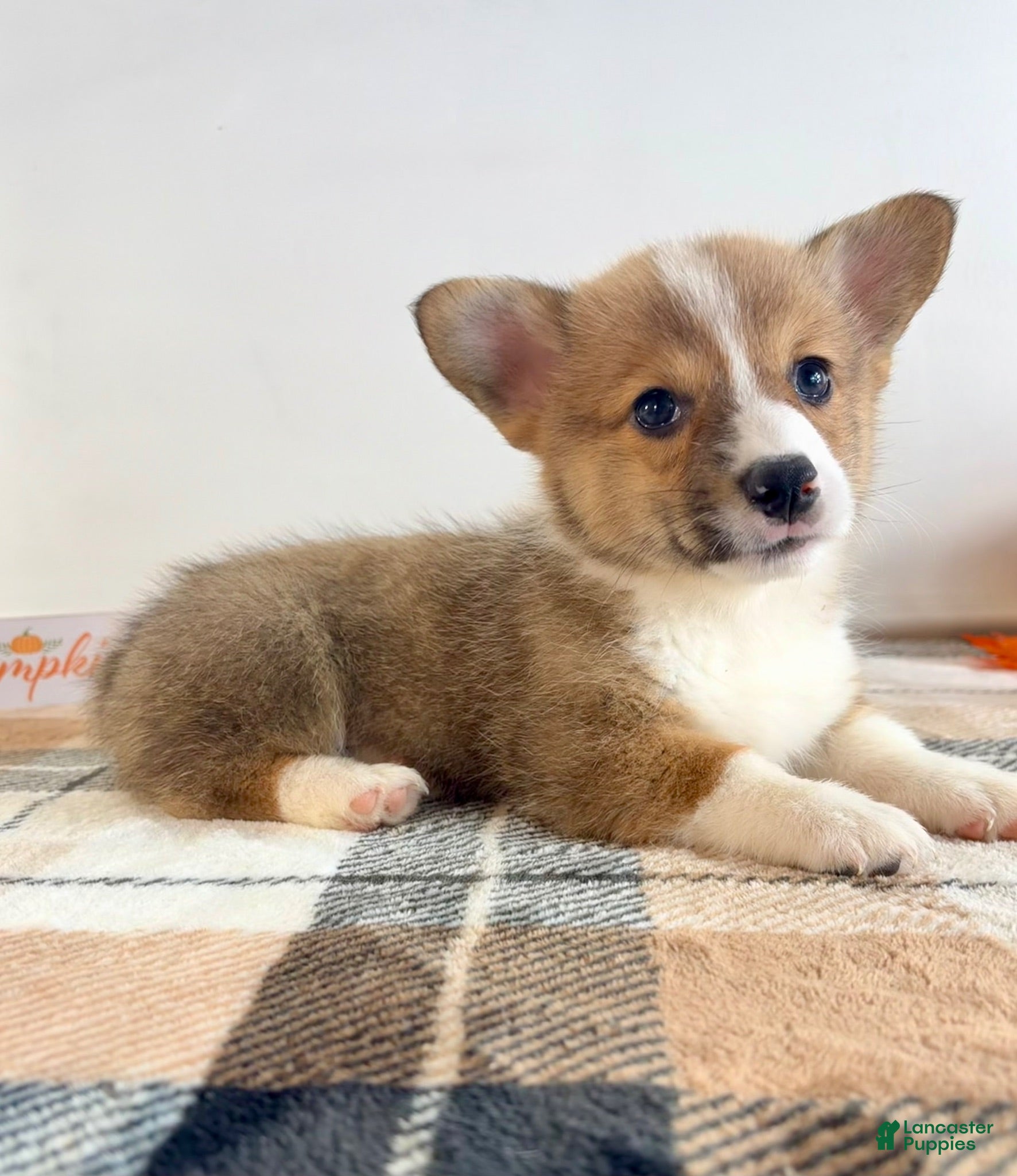 Welsh Corgi Pembroke dogs for sale: CKC Rio - Ad 4